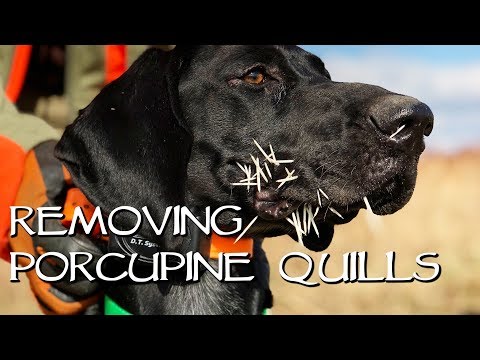 Removing Porcupine Quills