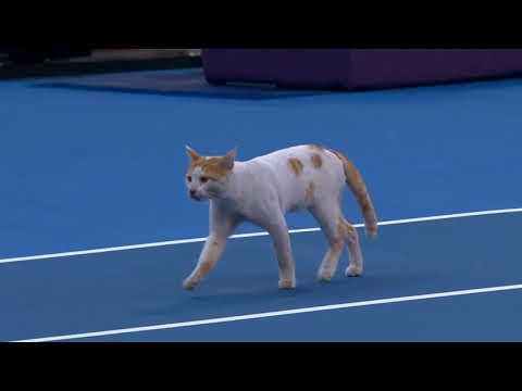 Trevisan Muchova:   La sola cosa bella