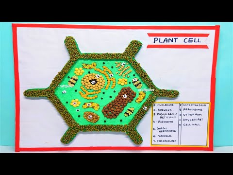 plant cell model 3d making simple and easy science project for exhibition diy craftpiller