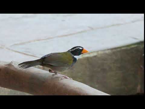 52 07 Orange billed Sparrow 1