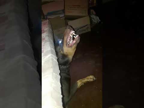 Doberman get angry