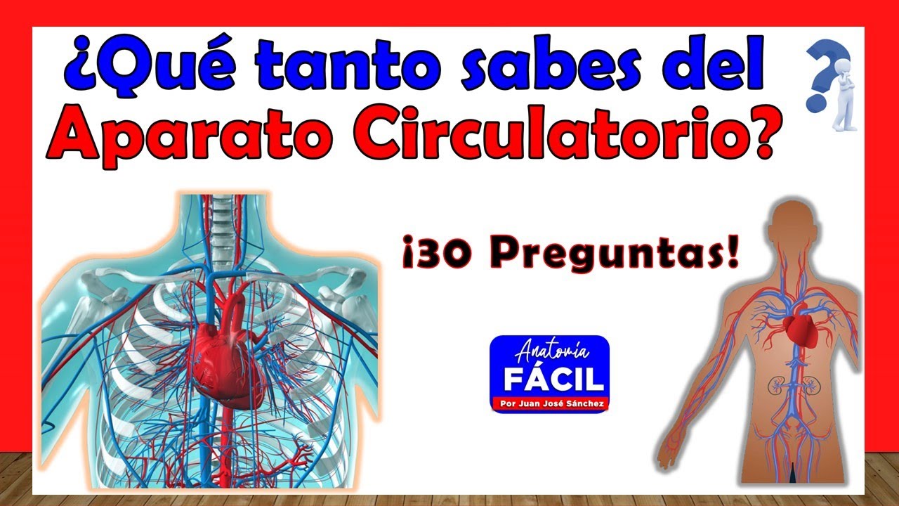 🥇¿QUÉ TANTO SABES DEL SISTEMA CIRCULATORIO? ¡ Test de 30 Preguntas!