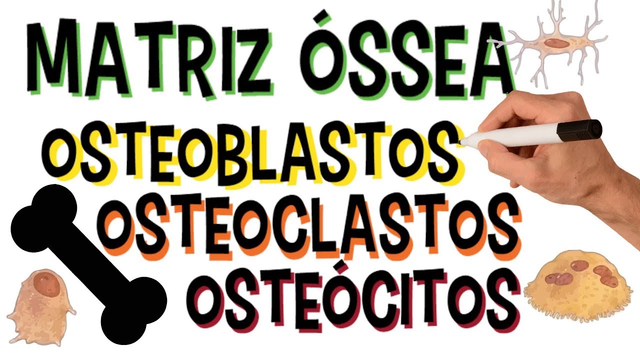 ✅ MATRIZ ÓSSEA | OSTEOBLASTOS, OSTEOCLASTOS E OSTEÓCITOS | ORGÂNICOS E INORGÂNICOS