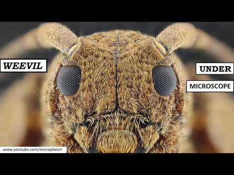 Satisfying Beetle !!! Broad - Nosed Weevil Under Microscope I Agriculture Pest