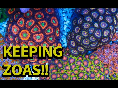 YouTube video about: How fast do zoas grow?