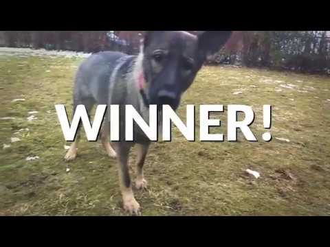 German Sheperd vs Chinese Crested Powderpuff - Candy Catching