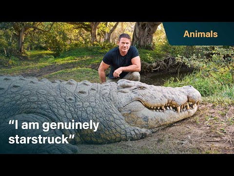 Meet Henry, the world's oldest crocodile | Killer Crocs with Steve Backshall