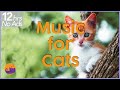(NO ADS) 12 Hours of Extremely Relaxing Cat Music!