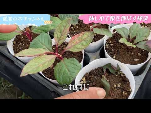 挿し木後のゼラニウムの根