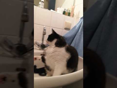 Katzen Wäsche 😻Morgen Routine