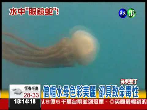 僧帽水母現身墾丁 螫到會沒命!