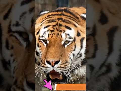 Video No.87   #shorts #A2_sir #Adeel #souravjoshivlogs #collection