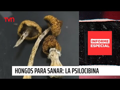 Hongos para sanar: el poder de la psilocibina | 24 Horas TVN Chile