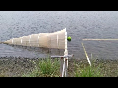 Whitebaiting, Southland nz