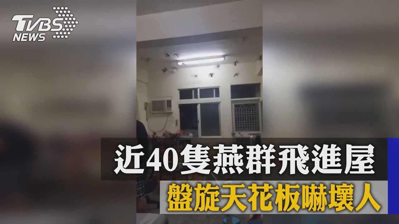 近40隻燕群飛進屋 盤旋天花板嚇壞人
