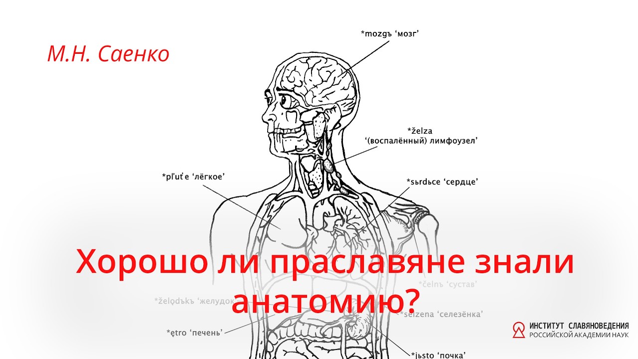 Саенко М.Н. "Хорошо ли праславяне знали анатомию?".