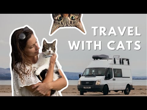 HOW TO TRAVEL WITH CATS // What we have learned living on the road with two cats!