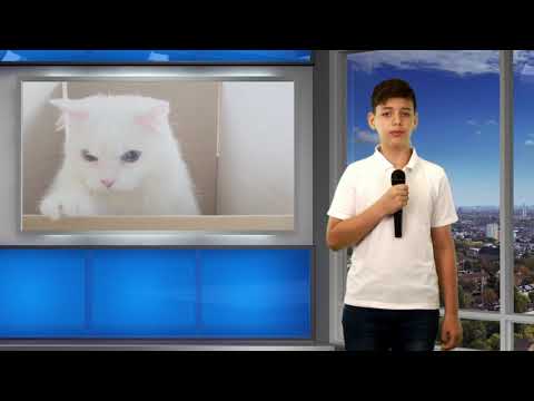 De ce stau pisicile în cutii - Cezar Ciof