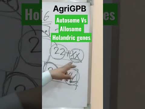 Autosome Vs Allosome Holandric Genes