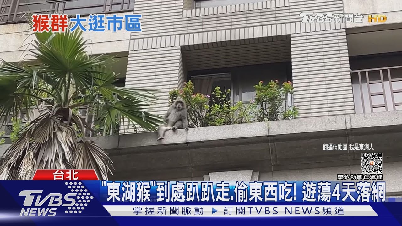 「東湖猴」到處趴趴走、偷東西吃! 遊蕩4天落網