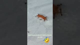 Download lagu BUKTI KEKUASAAN ALLAH SWT DI ALAM SEMESTA mp3 Download lagu BUKTI KEKUASAAN ALLAH SWT DI ALAM SEMESTA mp3