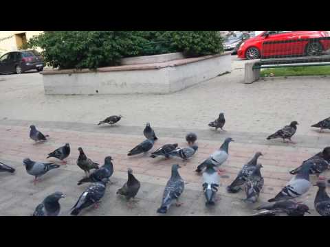 Piccioni affamati briciole di pane anche per loro