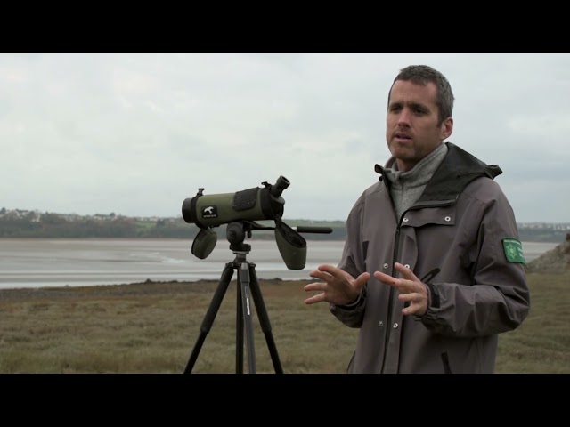 Les comptages ornithologiques