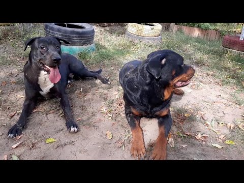 SOCIALIZARE MIXT AMSTAFF 1 AN   KATHAN ROTTWEILER 3 ANI