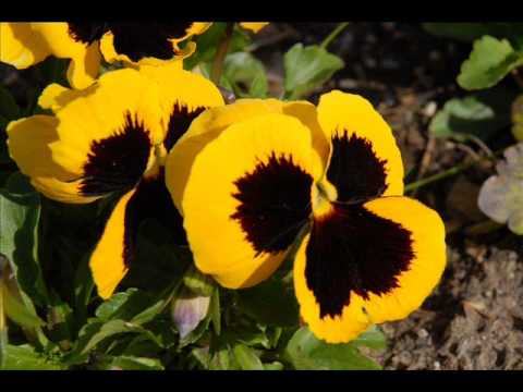 How Can I Forget? Willard Robison Orchestra