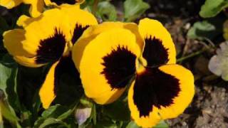 How Can I Forget? Willard Robison Orchestra