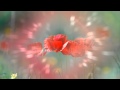 Фон для видеомонтажа Маки Poppies Video Background 