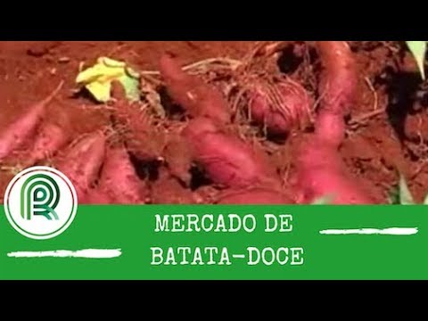 , title : 'Veja como é o mercado de batata-doce, que é rentável e tem baixo custo'