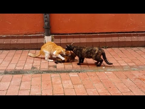 Mom cat's fight with pedophilia cat that try to rape kitten