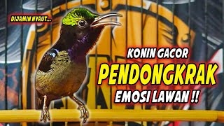 Download lagu SUARA BURUNG KOLIBRI NINJA GACOR FULL ISIAN ROLL TEMBAK !! PANCINGAN KONIN BAHAN AGAR CEPAT EMOSI mp3 Download lagu SUARA BURUNG KOLIBRI NINJA GACOR FULL ISIAN ROLL TEMBAK !! PANCINGAN KONIN BAHAN AGAR CEPAT EMOSI mp3