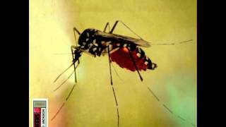 The Weeks - White Ash