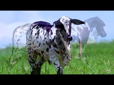 NELORE PINTADO - GUILHOTINA FIV PINTADO UBERABA - JPFC 713