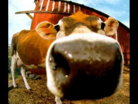 Till the Cows Come Home
