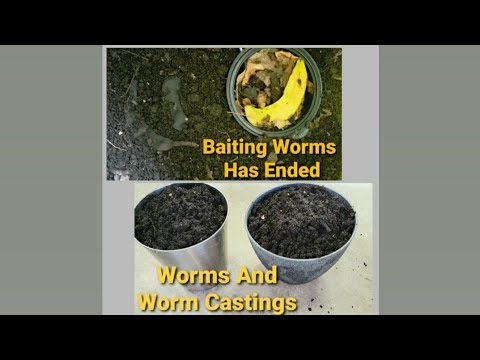 Baiting Worms Is Over | Change of Plans | Moving Worm Bin Contents Inside | Vermicomposting