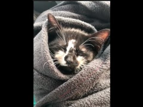 Defying the Odds, Kitten Slowly  Recovers from Head Trauma