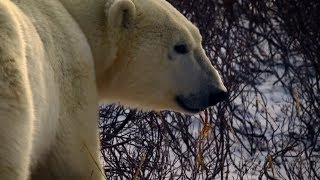Relaxing Hour watching Wild Polar Bears in Nature - Nature Relaxation Therapy