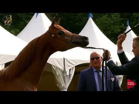 N.115 RA'EAH ATHBAH - Bruges 2018 Int B - Yearling Fillies (Class 101B)