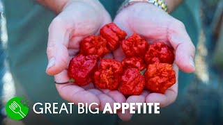Breeding the World’s Hottest Pepper