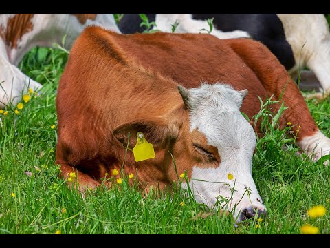 TAG 32 IMPULSGESCHICHTEN in Zeiten von Corona - 🐑"Der Hirte"🐑
