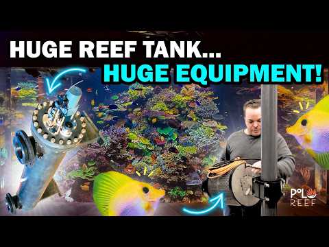 Annual Reef Tank Maintenance… While the Boss is on Vacation 👀