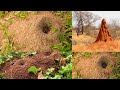 Man Dream see Anthill & what happens in Reality even if u watch it on CNN u still can’t believe it