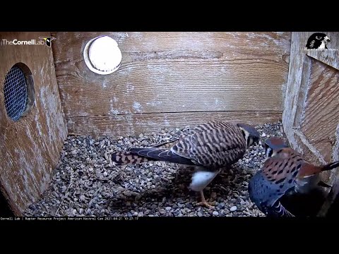 American Kestrels Have A Conversation, Switch Incubation Duties – April 21, 2021