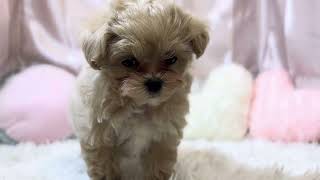 ハーフ犬の動画01