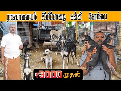 Rs.3000 முதல் நாட்டு நாய்கள் ||Native Dog Farm || Anbu Dog Farm ||Coimbatore