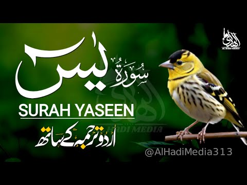 Surah Yaseen full | Peaceful Recitation | القرآن الكريم | Episode - 565
