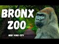 Bronx Zoo Full Tour Amazing Animals Wildlife In New York